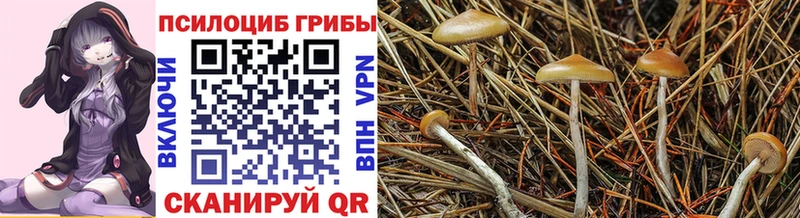 Псилоцибиновые грибы Magic Shrooms  как найти закладки  Брянск 